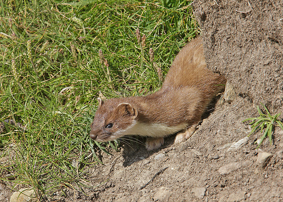 Stoat Mustela erminea