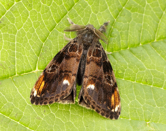72.018 BF2025 Scarce Vapourer Orgyia recens