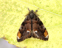72.018 BF2025 Scarce Vapourer Orgyia recens