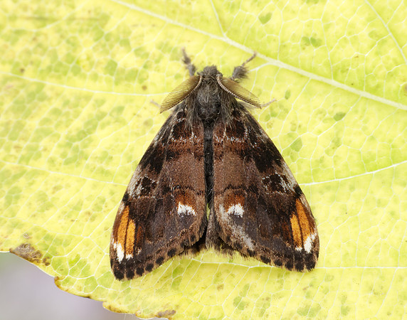 72.018 BF2025 Scarce Vapourer Orgyia recens