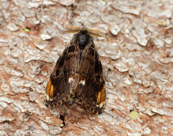 72.018 BF2025 Scarce Vapourer Orgyia recens