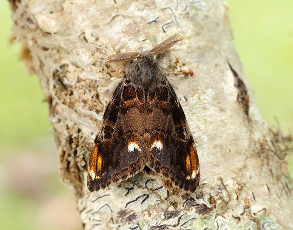 72.018 BF2025 Scarce Vapourer Orgyia recens