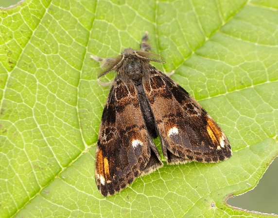 72.018 BF2025 Scarce Vapourer Orgyia recens