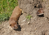 Stoat Mustela erminea