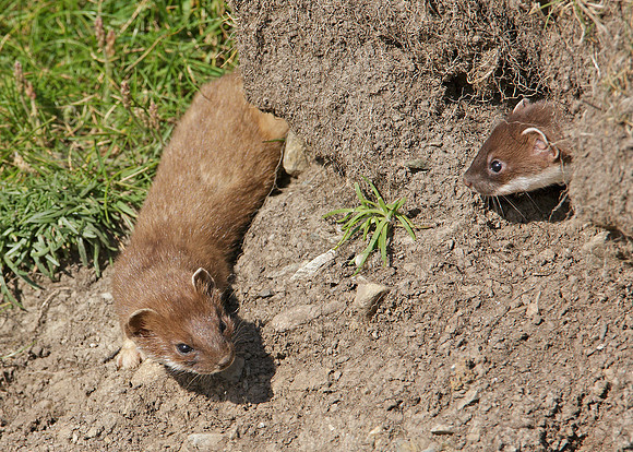 Stoat Mustela erminea