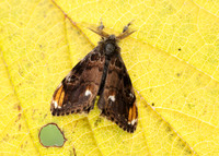 72.018 BF2025 Scarce Vapourer Orgyia recens