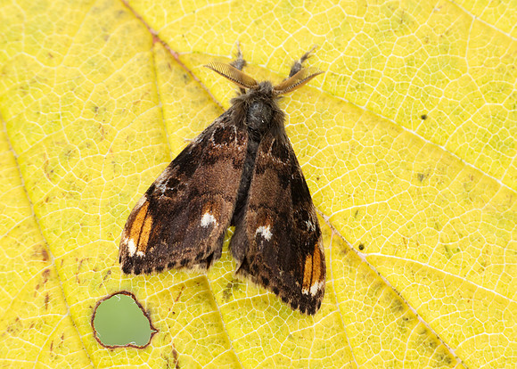 72.018 BF2025 Scarce Vapourer Orgyia recens