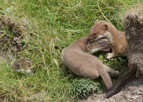 Stoat Mustela erminea