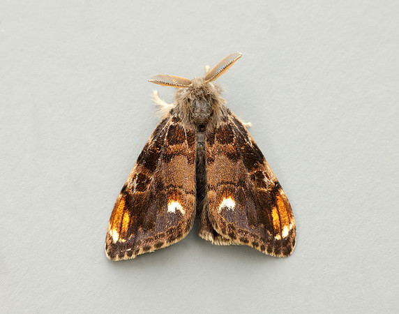 72.018 BF2025 Scarce Vapourer Orgyia recens