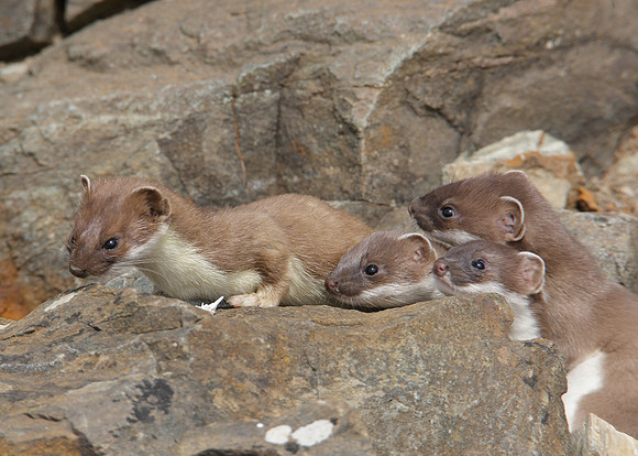 Stoat Mustela erminea
