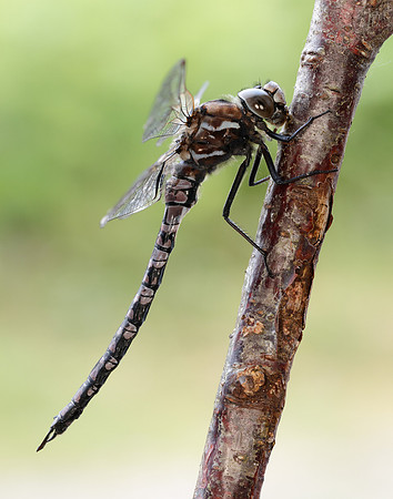 Azure Hawker Aeshna caerulea