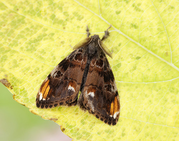 72.018 BF2025 Scarce Vapourer Orgyia recens
