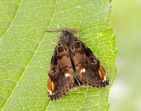 72.018 BF2025 Scarce Vapourer Orgyia recens