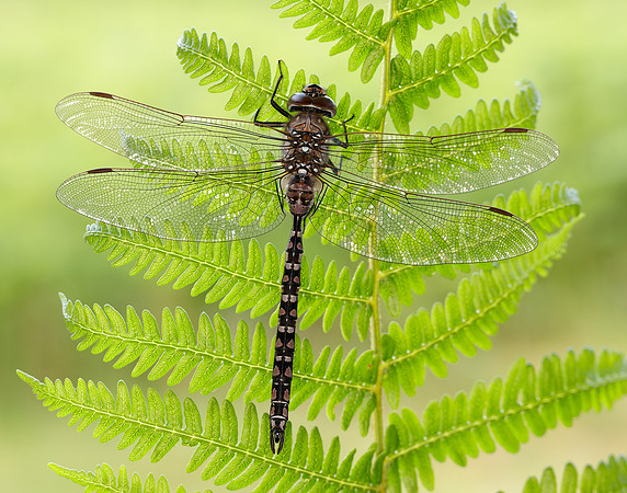 Azure Hawker Aeshna caerulea