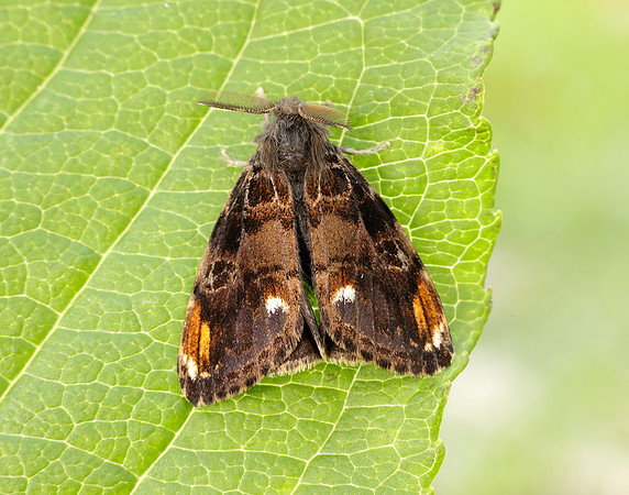 72.018 BF2025 Scarce Vapourer Orgyia recens