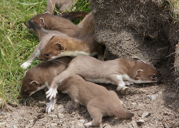Stoat Mustela erminea