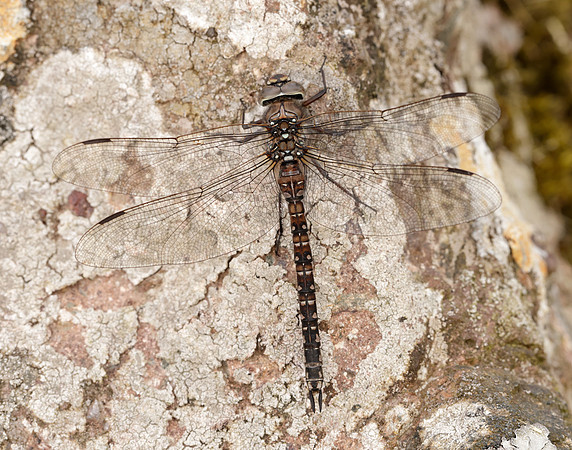 Azure Hawker Aeshna caerulea