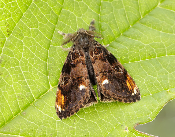 72.018 BF2025 Scarce Vapourer Orgyia recens