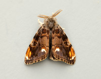 72.018 BF2025 Scarce Vapourer Orgyia recens
