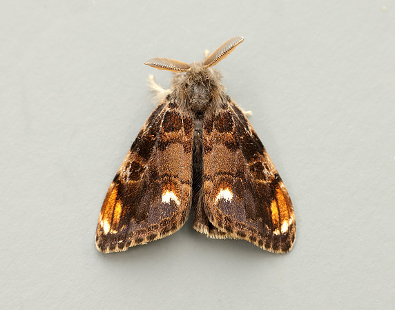 72.018 BF2025 Scarce Vapourer Orgyia recens