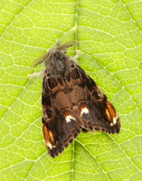 72.018 BF2025 Scarce Vapourer Orgyia recens