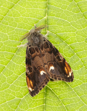 72.018 BF2025 Scarce Vapourer Orgyia recens