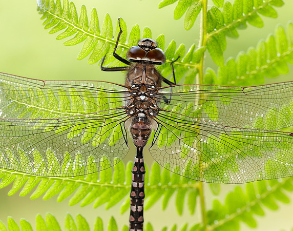Azure Hawker Aeshna caerulea