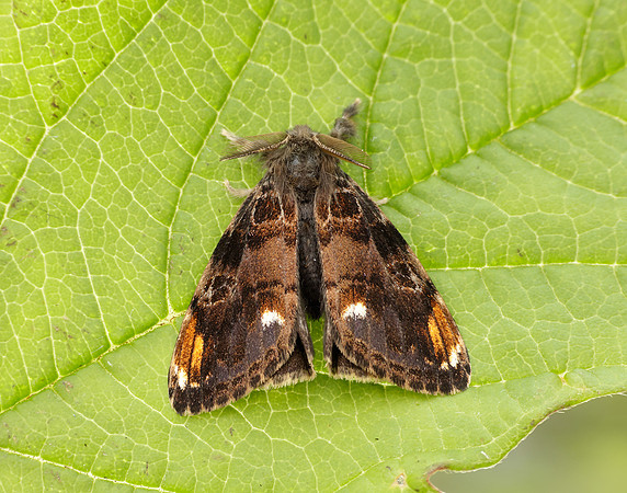 72.018 BF2025 Scarce Vapourer Orgyia recens