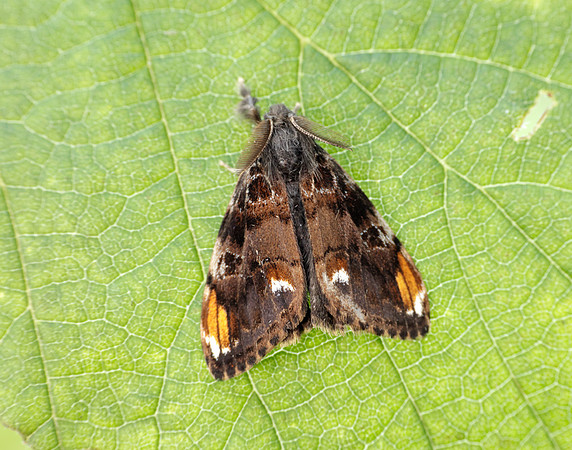 72.018 BF2025 Scarce Vapourer Orgyia recens