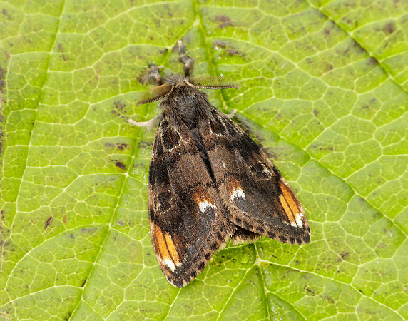 72.018 BF2025 Scarce Vapourer Orgyia recens