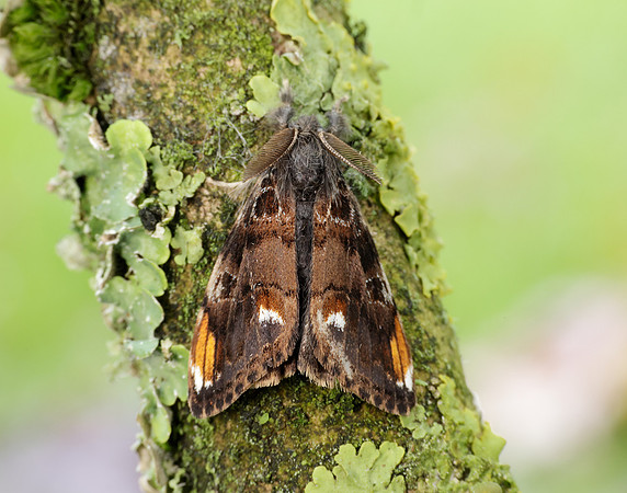 72.018 BF2025 Scarce Vapourer Orgyia recens