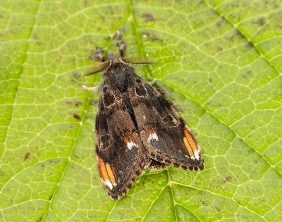 72.018 BF2025 Scarce Vapourer Orgyia recens