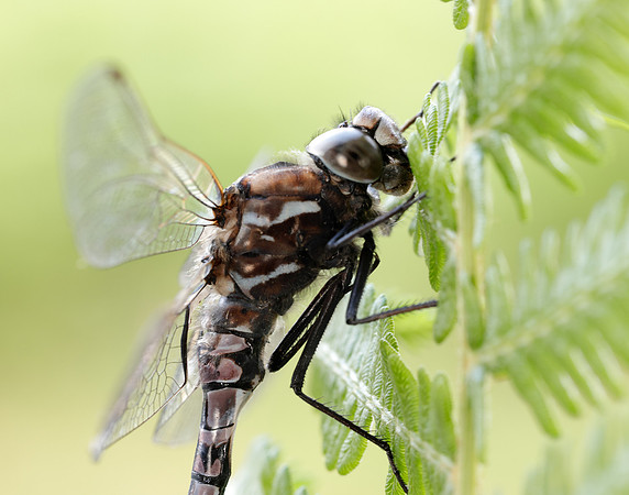 Azure Hawker Aeshna caerulea