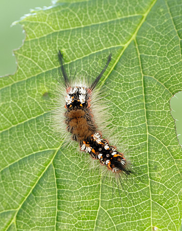 72.018 BF2025 Scarce Vapourer Orgyia recens