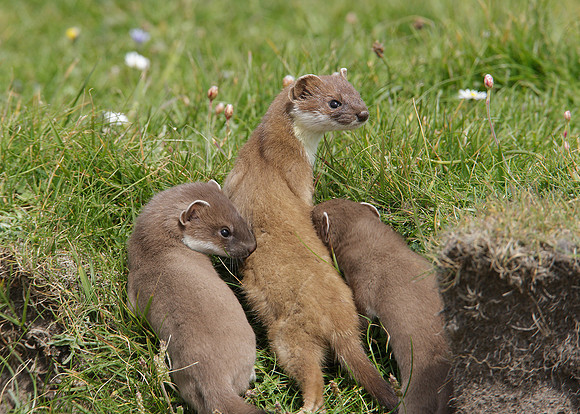 Stoat Mustela erminea