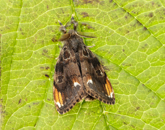 72.018 BF2025 Scarce Vapourer Orgyia recens