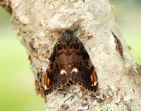 72.018 BF2025 Scarce Vapourer Orgyia recens