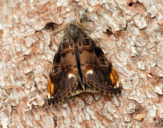 72.018 BF2025 Scarce Vapourer Orgyia recens