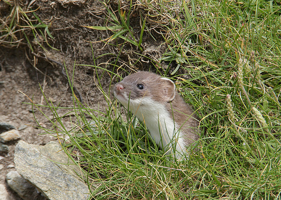 Stoat Mustela erminea