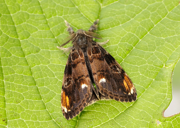 72.018 BF2025 Scarce Vapourer Orgyia recens