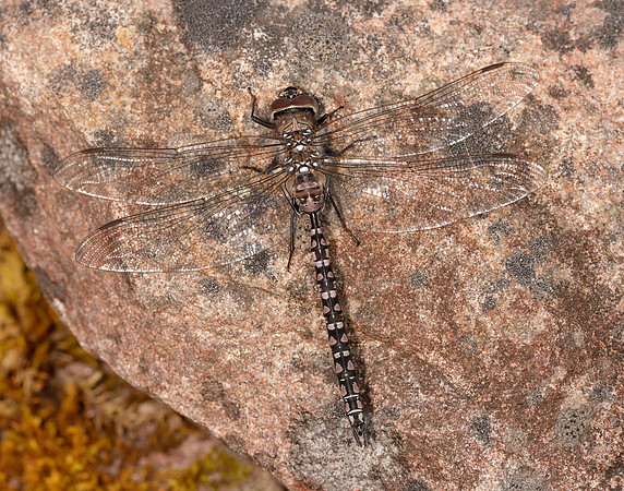 Azure Hawker Aeshna caerulea