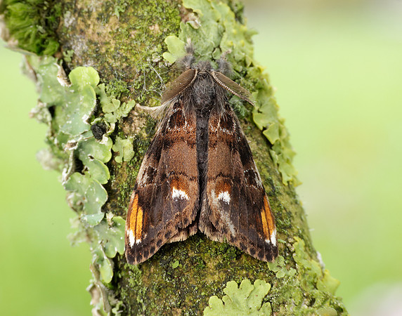 72.018 BF2025 Scarce Vapourer Orgyia recens