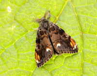 72.018 BF2025 Scarce Vapourer Orgyia recens