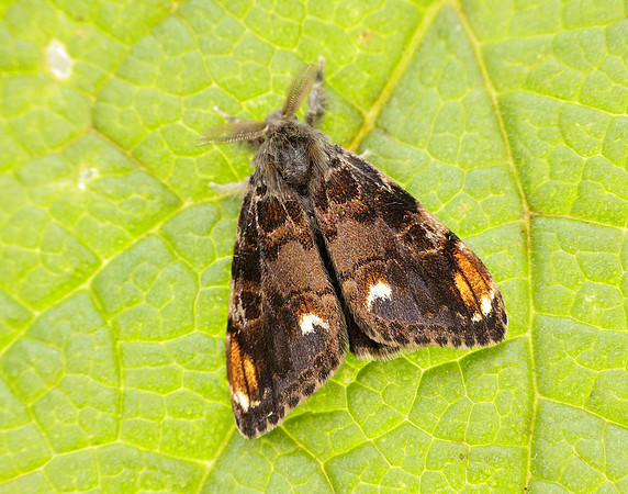 72.018 BF2025 Scarce Vapourer Orgyia recens