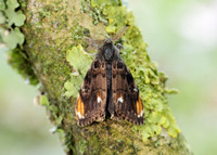 72.018 BF2025 Scarce Vapourer Orgyia recens