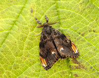 72.018 BF2025 Scarce Vapourer Orgyia recens