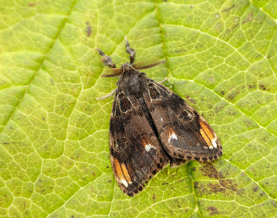 72.018 BF2025 Scarce Vapourer Orgyia recens