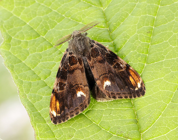 72.018 BF2025 Scarce Vapourer Orgyia recens