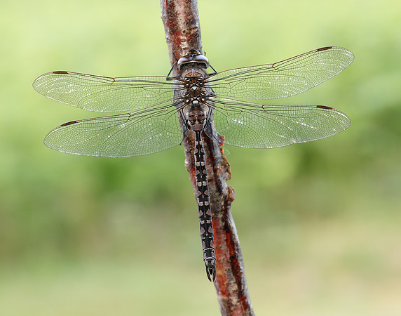 Azure Hawker Aeshna caerulea