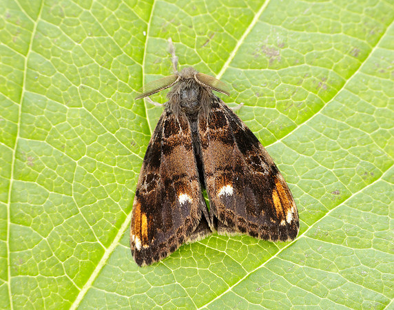 72.018 BF2025 Scarce Vapourer Orgyia recens